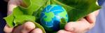 Regenerated Tropical Forests Sequester More Carbon than Old-Growth Tropical Forests