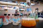 New Synthetic Biopathway Allows Cost-Effective Conversion of Agricultural Waste into Useful Products