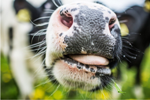 Researchers Aim 25% Reduction in Methane Emission from Dairy Cows Using Organic Oregano