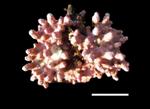 Ocean Acidification Affects Formation of Skeleton of Coralline Algae