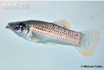 WSU Biologist Finds Genetic Mechanism that Enables Fish to Live in Toxic and Acidic Water