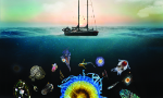 Study Establishes Role of Plankton Networks in Removing Carbon from Atmosphere