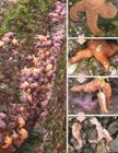 Marine Organisms at Risk of Infectious Disease Due to Warmer Ocean Temperatures