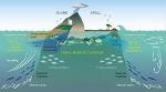 Waters Surrounding Small Islands, Reefs and Atolls Support Greater Sea-Life than Near-by Open Ocean