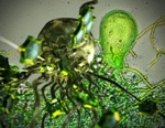 Anaerobic Gut Fungi Hold Potential for Cheaper Biofuels and Bio-Based Products