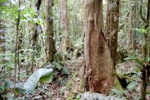 Beneficial Fungi Associated with Tree Roots Can Boost Plant Diversity