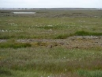 Tundra Soil Study Shows Vulnerability of Permafrost Ecosystem Carbon to Climate Warming
