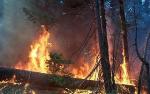 Warming Temperatures and Variable Precipitation Increase Severity of U.S. Forest Droughts