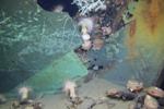 Shipwrecks could be Used to Monitor Health of Deep-Ocean Ecosystems