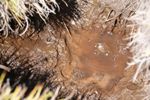 High Concentration of CO2  in Soil Can Change Community of Organisms Living in Soil