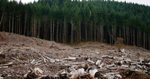 Newly Exposed Edges of Deforested Areas Highly Susceptible to Drastic Temperature Changes