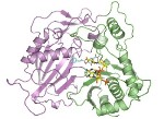 New Technique to Reduce Plant Lignin Could Help Lower Biofuel Cost