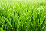 Biomass Production from Perennial Grasslands Increases Economic Benefits of CRP Land