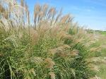 New Genetic Tools Identify Links Between Early Developmental Traits and Biomass Yield in Miscanthus