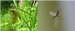 Warm Water Causes Aquatic Animals to Suffer from Fatal Respiratory Distress
