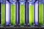JRC Literature Review Discusses Challenges in Economically Viable Production of Algal Biofuels