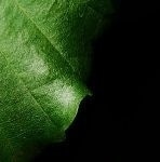 Significant Step Forward in Understanding Processes Naturally Occurring Enzymes Use to Degrade Microbe-Resistant Biomass