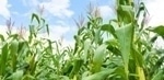 New Biomass Pretreatment Method Could Help Efficient Production of Biofuels and Biochemicals