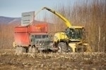 Experimental Shrub Willow Harvest Key Milestone in Developing Sustainable Biomass Supply for Renewable Energy