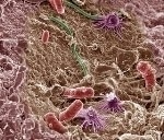 New Research Provides Glimpse of How Microbes Could Weather Climate Change