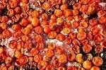 Biological-Based Fuel Cell Uses Waste Tomatoes to Generate Electricity
