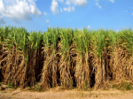 Sugarcane Yields Greater Proportion of Biodiesel