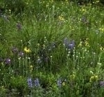 Study Explores Ecosystem-Specific Vulnerabilities to Atmospheric Nitrogen Pollution on Continental Scale