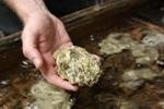 New Report Outlines Recommendations to Address Increase in Ocean Acidification and Hypoxia