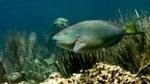 Researchers Find Tighter Fishery Regulations are Required to Preserve Caribbean Coral Reefs