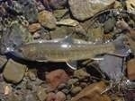 New Study Offers Hope for Cold-Water Species in Face of Climate Change