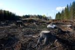 Dartmouth Researchers Explore Impact of Clear-Cutting on Climate Change