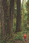 Subtle Changes in Forest Structure Due to Differing Management Practices Can Influence Forest Temperature Regimes