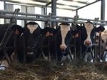 Small Molecule 3-Nitrooxypropanol Reduces Methane Production in Ruminants