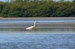 Coastal Wading Birds Use Tides and Moon Phases to Track Prey