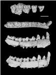 Researchers Discover Fossil Primate Species Stressed by Prehistoric Climate Change