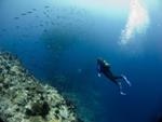 Study Identifies Best Policies for Achieving Sustainable Fisheries in the Western Indian Ocean