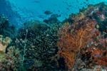 Communities with More Fish Species are More Productive and Resilient to Rising Temperatures