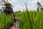 Agriculture Sector Must Reduce Non-CO2 Emissions to Meet New Climate Agreement