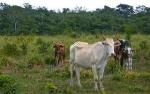 Natural Processes can Provide Solution to Excess Carbon Dioxide Threatening the Planet