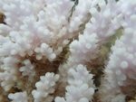 Australian Scientists Study Coral Bleaching Caused by Rising Sea Temperatures