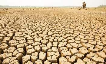 Scientists Predict Adaptability of Animals to Climate Changes