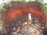 Soil Organic Matter Decline in Bavarian Alps Linked to Climate Warming