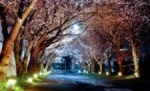 Research Suggests Artificial  Night-Time Light Pollution as Factor for Early Spring