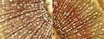 Altering Lignin in Trees Results in Increased Biofuel Yield and Improved Access to Bioenergy Feedstocks