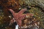 Predator-Prey Interactions Affected by Increased Seawater Acidity