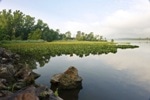 Scientists Forecast New Intertidal Wetlands along Hudson River with Rising Sea Level