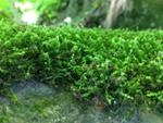 Weathering of Rocks Due to Early Non-Vascular Plants Holds Secret to Ordovician Glaciations