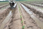 Researchers Find New Approach to Track Effect of Climate Change on Crop Yields