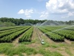 Researchers Develop New Hybrid Sweetgum Trees that Enhance Bioenergy and Paper Production