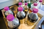 Adding CO2 Facilitates Greener Biofuel Production Process